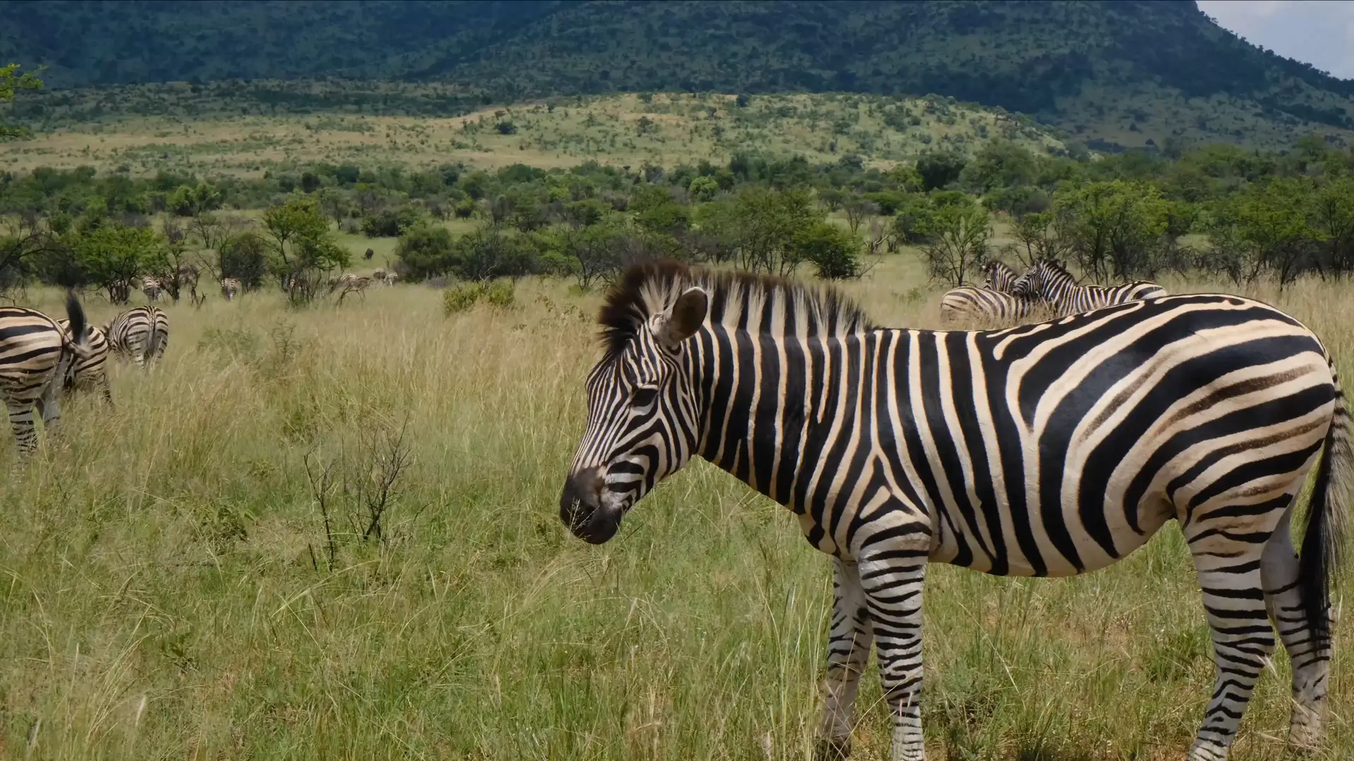 6 Days Great Northern Circuit Safari Tarangire Elephants Serengeti Predators and Ngorongoro Crater Wonders