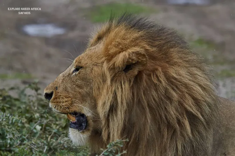 3-Day Serengeti National Park & Ngorongoro Crater