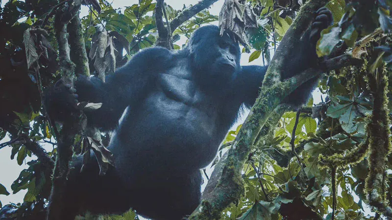 5-Day wildlife Expedition to Rwanda and Uganda