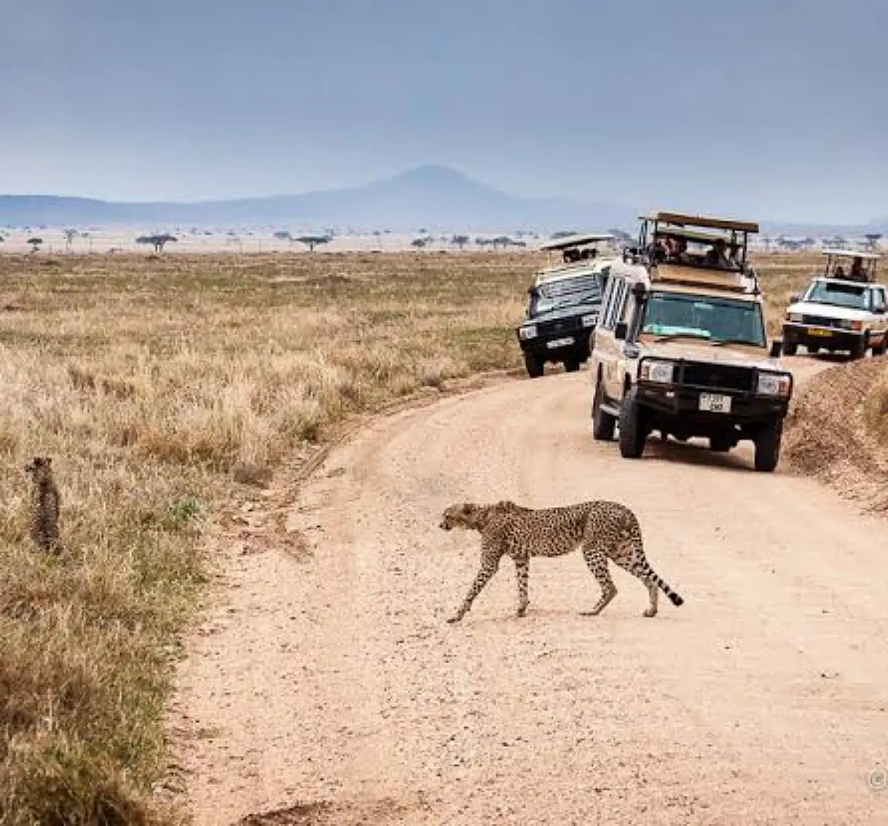 4-Day Safari to Tarangire, Ngorongoro & Serengeti National Park