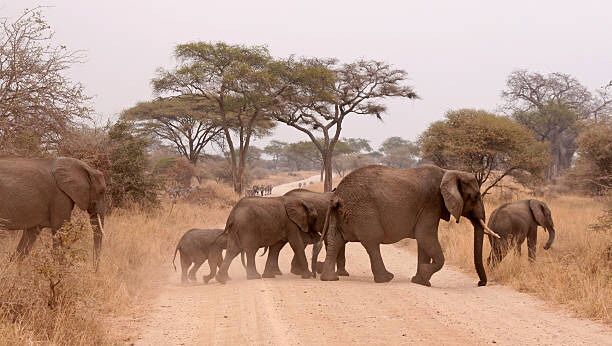 12 Day Spectacular Safari and Hiking Experience