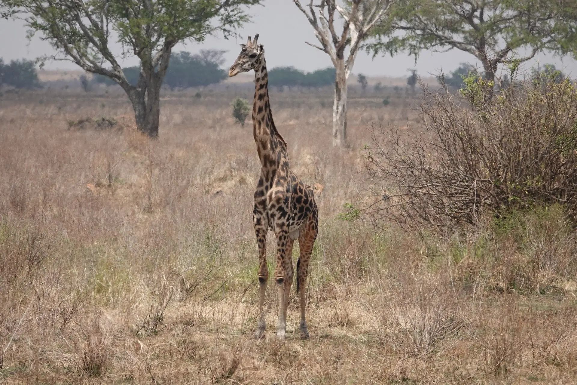 3-Day Tarangire Safari, Land of Giants from Zanzibar