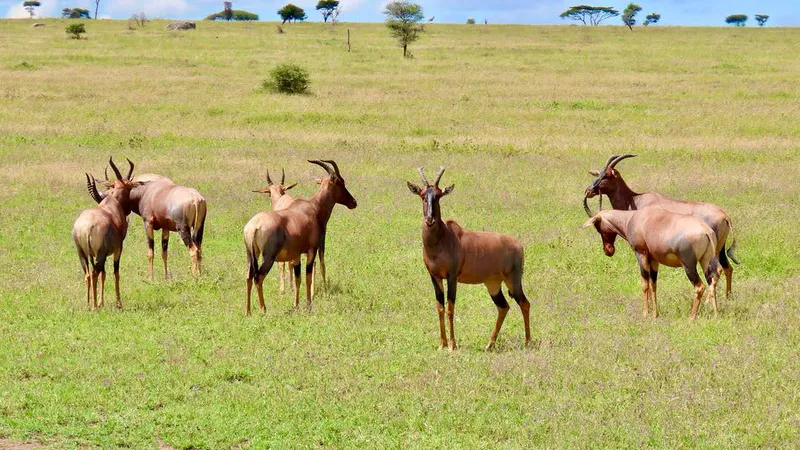 8- Days mid range safari Wildebeest river crossing July to October