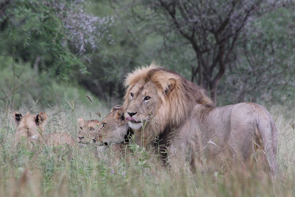 5-Day Group Tour Manyara Serengeti Ngorongoro Tarangire