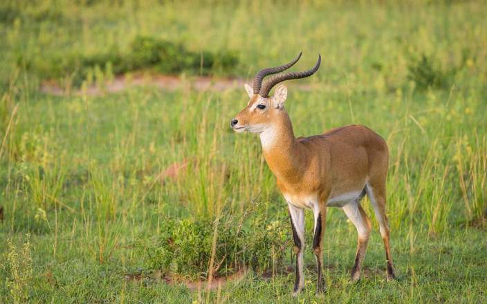 3 Day Queen Elizabeth National Park Visit