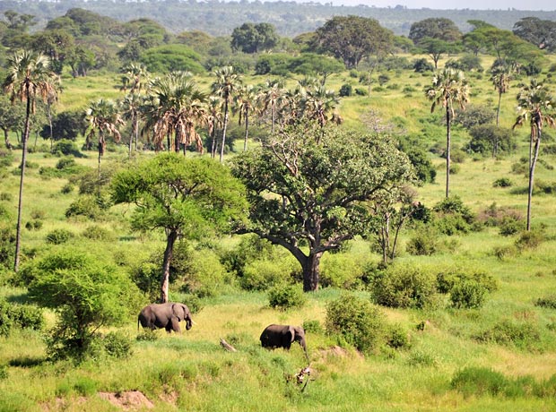 8-Day Mid-Luxury Ndutu Migration, December–April