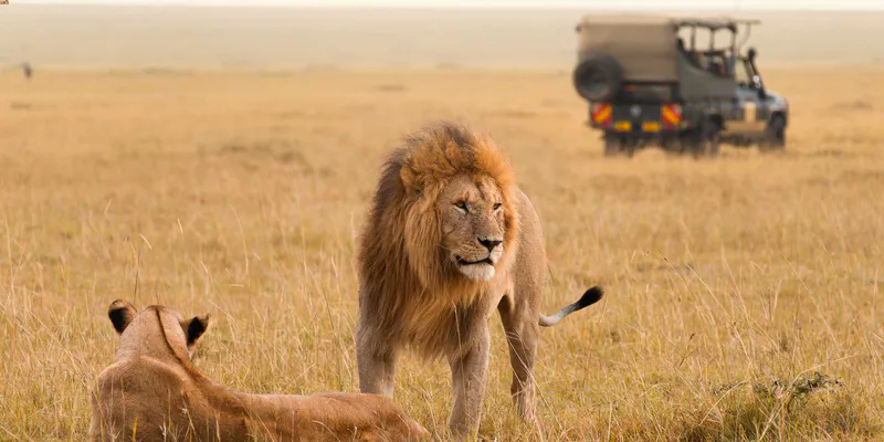 4 Day: Maasai Mara and Lake Nakuru National Park
