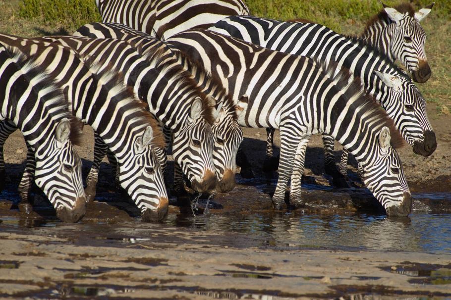 4-Day Tanzania Mid-Range Serengeti Migration Safari