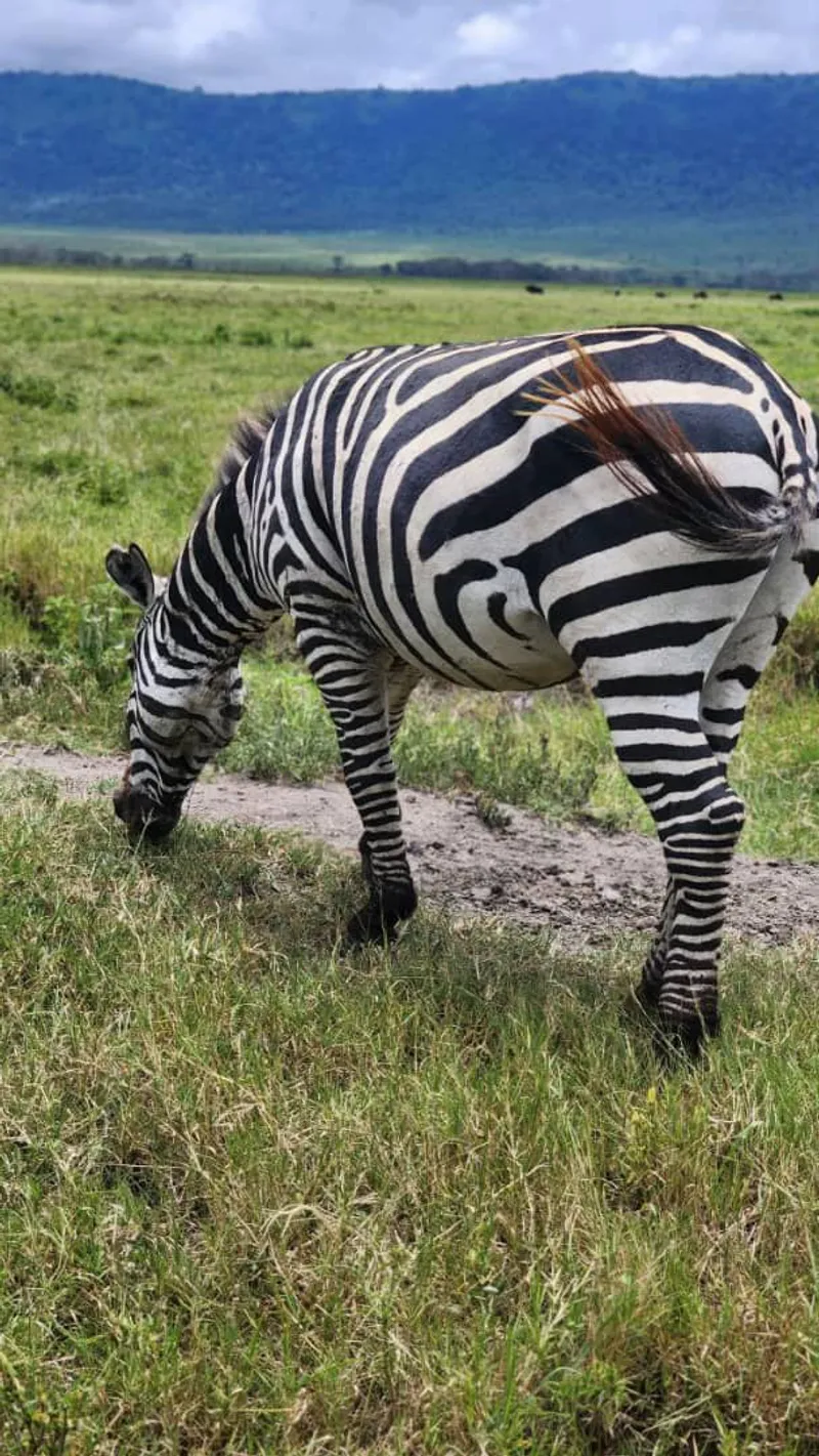 3 Day - Fly-in Serengeti Migration Safari