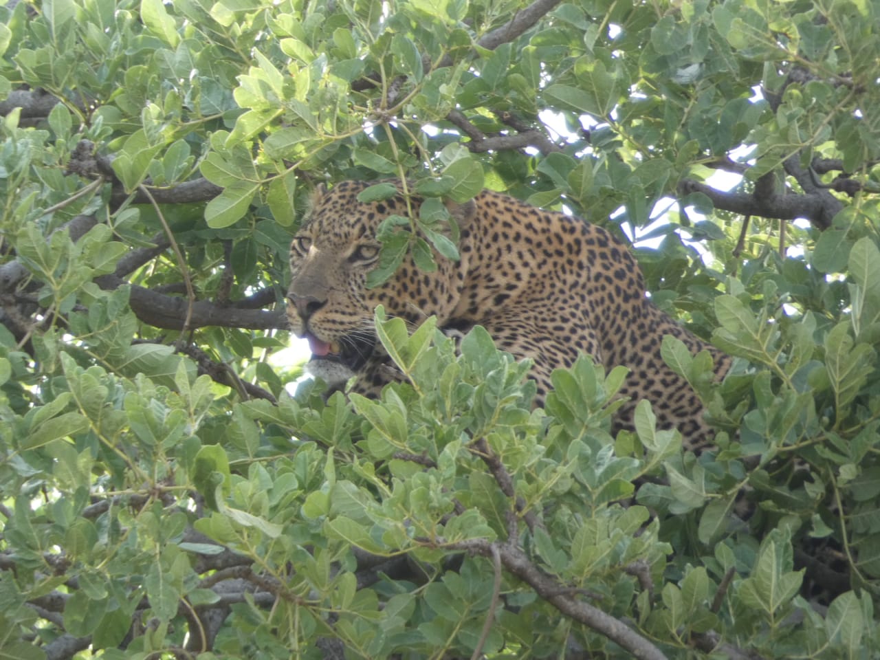 11-tägige Tour nach Amboseli, Naivasha-See, Masai Mara, Nakuru-See, Bogoria-See, Samburu