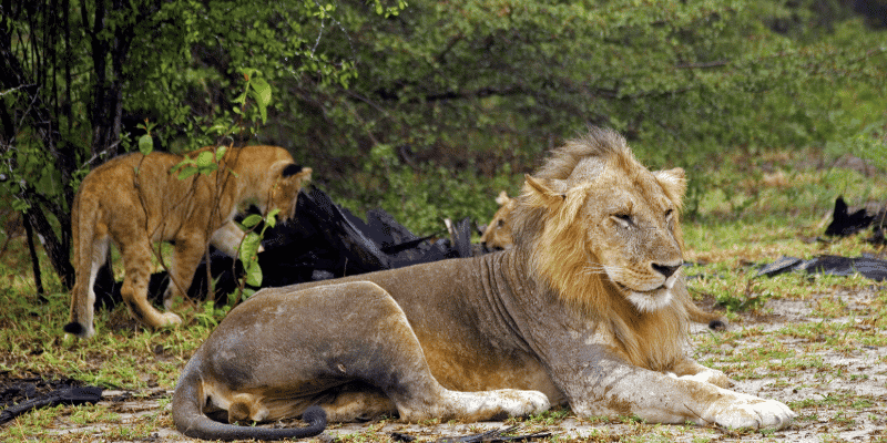1日共享Safari游:从桑给巴尔飞往尼雷尔国家公园