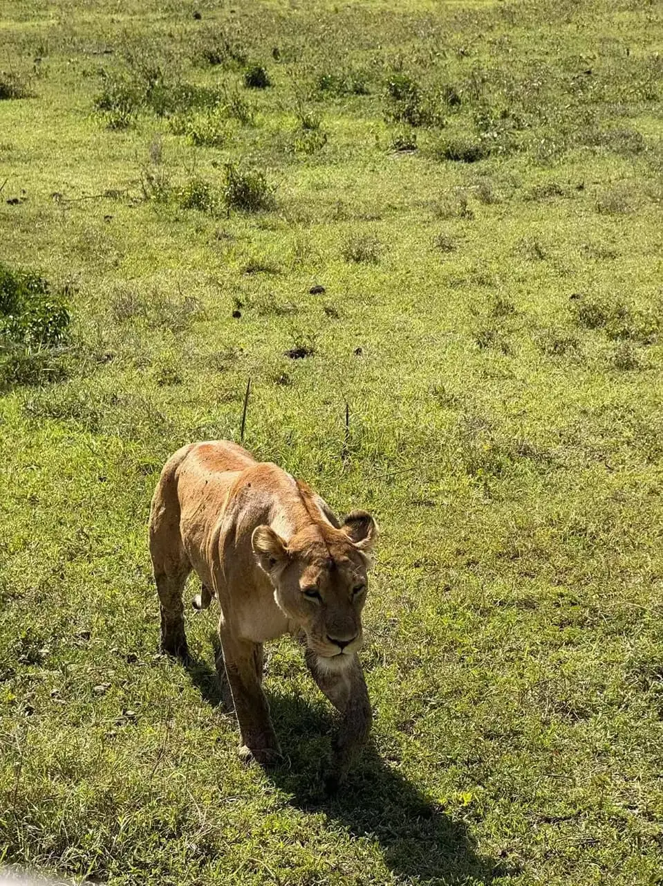 7 Days Tanzania Ultimate Honeymoon Journey – A Private African Love Story