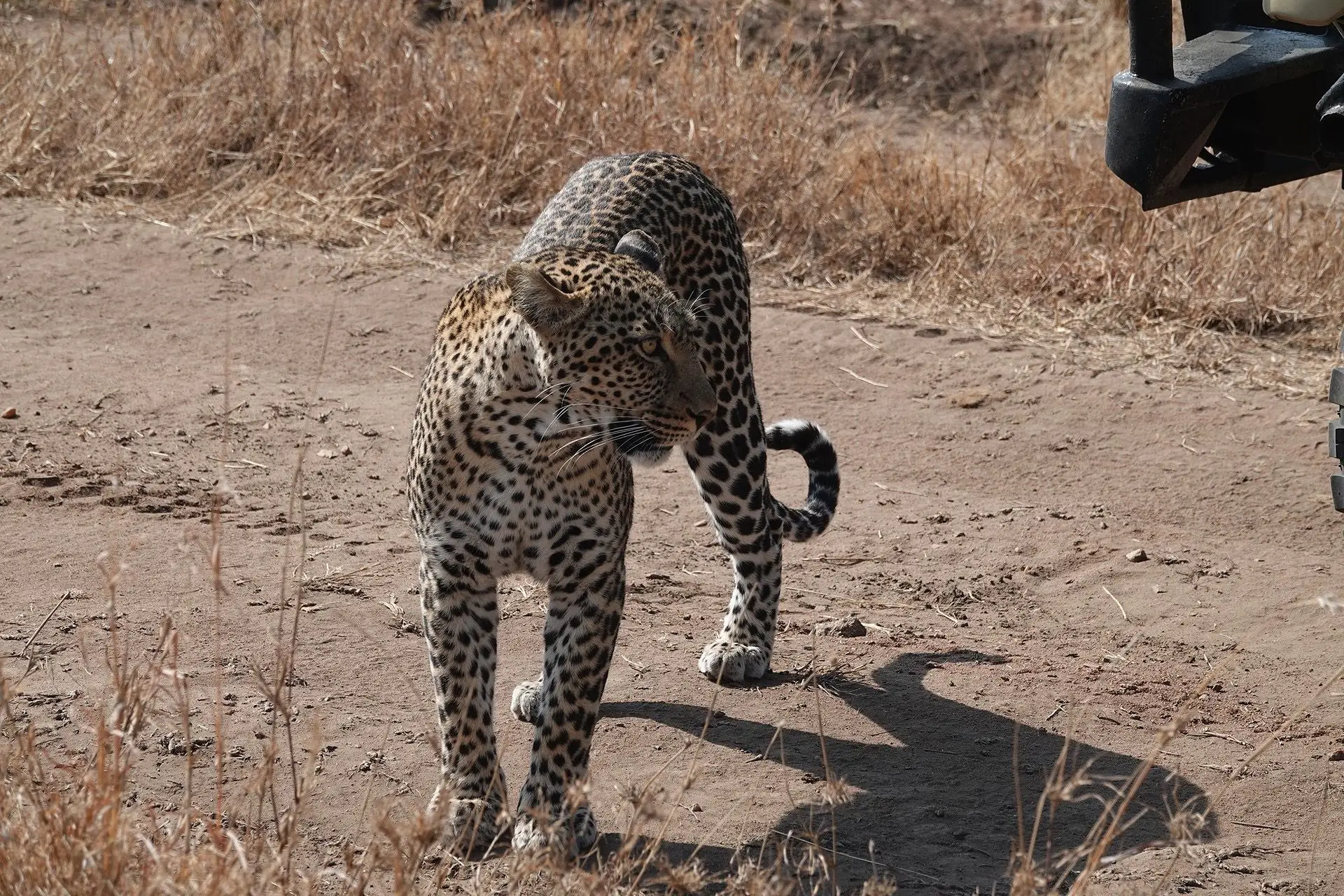 4 DAYS TANZANIA SAFARI