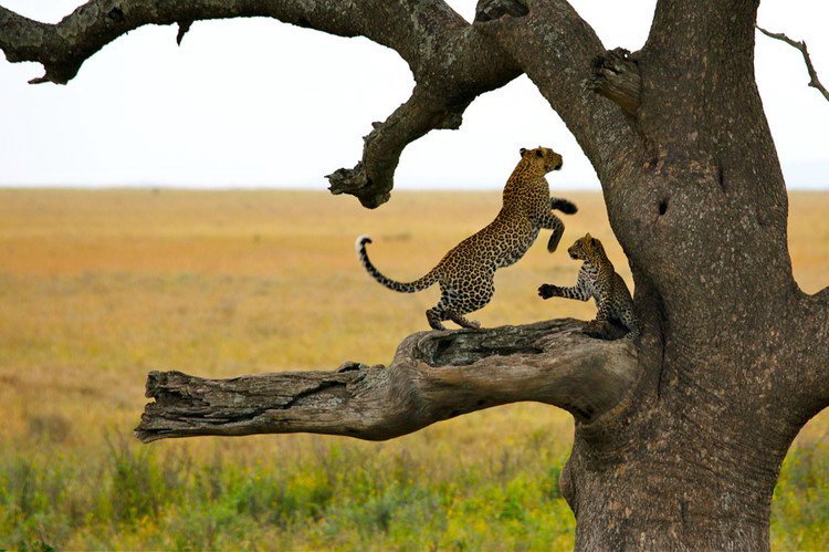 4-Day Mid-Range Safari Tarangire, Serengeti, Ngorongoro