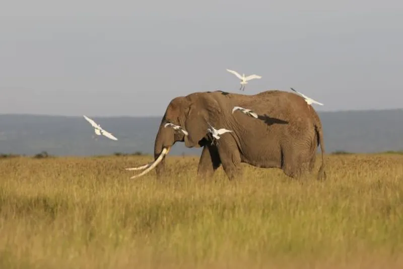 7 - Day Masai Mara, Lake Nakuru, Lake Naivasha and Amboseli