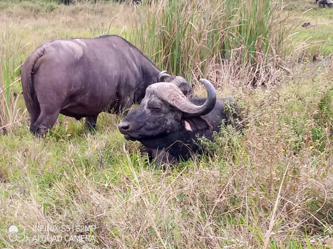 8 day Amboseli, Hells Gate, Lake Nakuru and Mara Safari