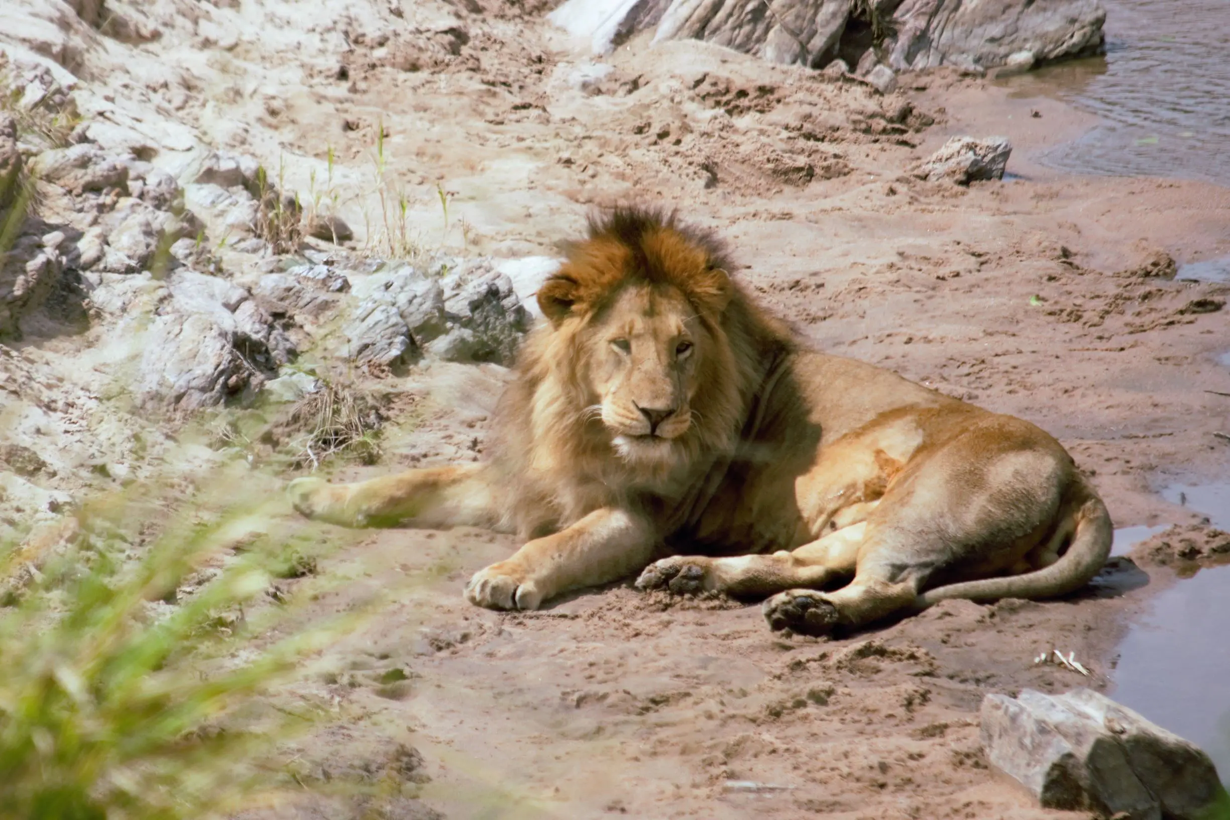 4-Day Luxury Premium Safari