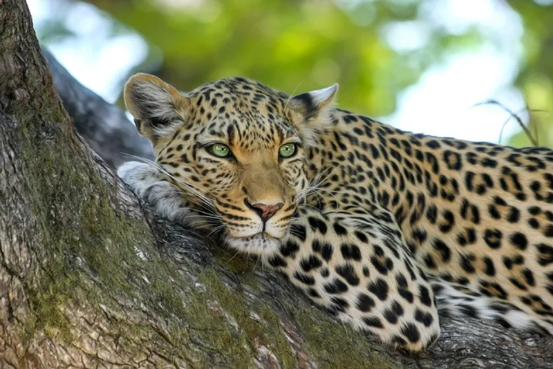 4 Day Mid-Range Safari Adventure and Cultural Highlight