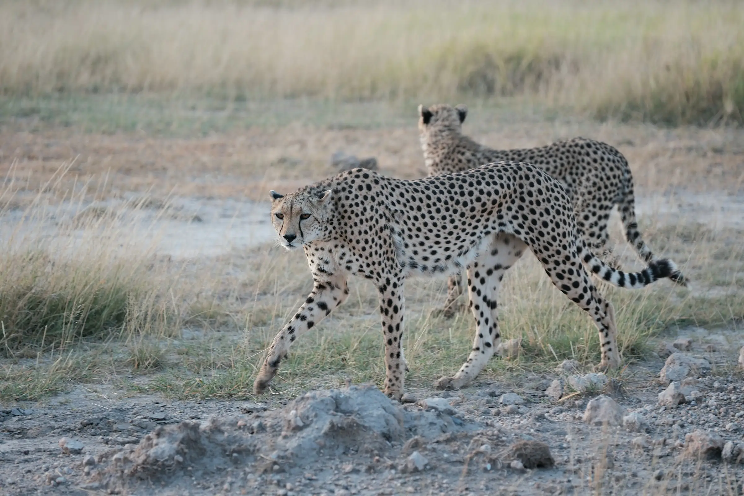 6-Day Premier Safari Across Kenya & Tanzania