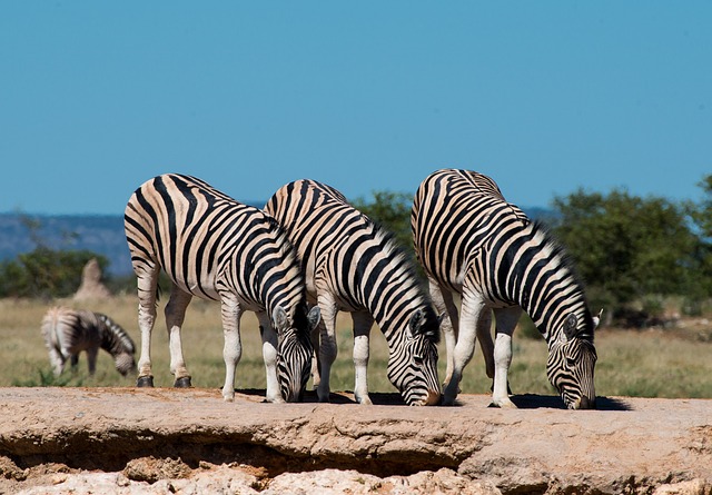 4 Days Best Of Tanzania Budget Safari