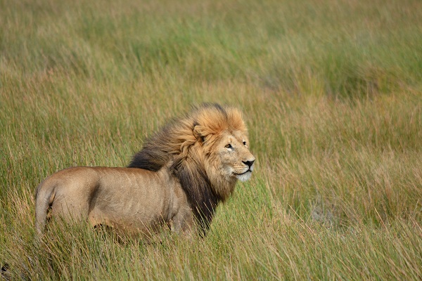8-Day Migration Safari