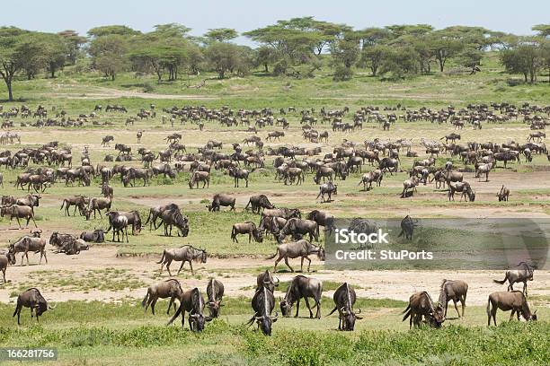 3-Day The Calving Season in Ndutu & Ngorongoro Crater