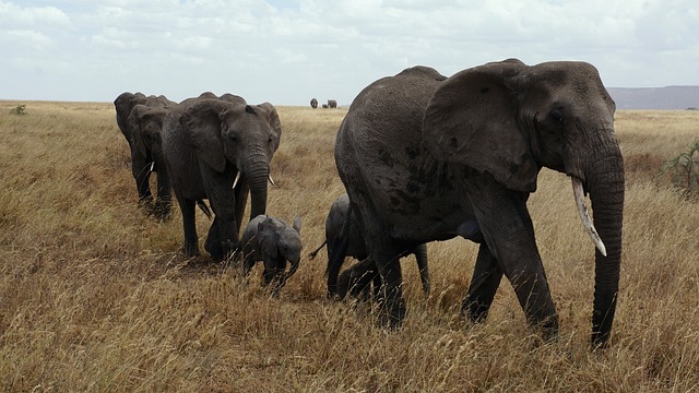 3-Day Serengeti & Ngorongoro Rest House Accommoadtion