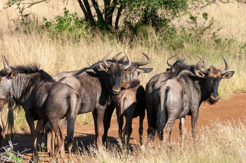 7 Days Classic Central Serengeti Migration Safari Tanzania