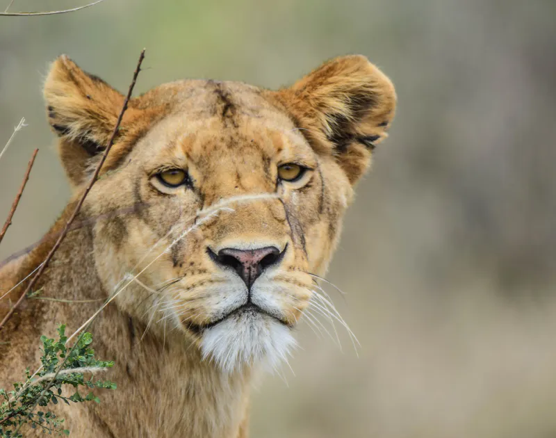 4-Day Lake Nakuru and Masai Mara Mid Range Safari