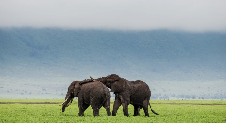 2-Day Tarangire & Ngorongoro Crater