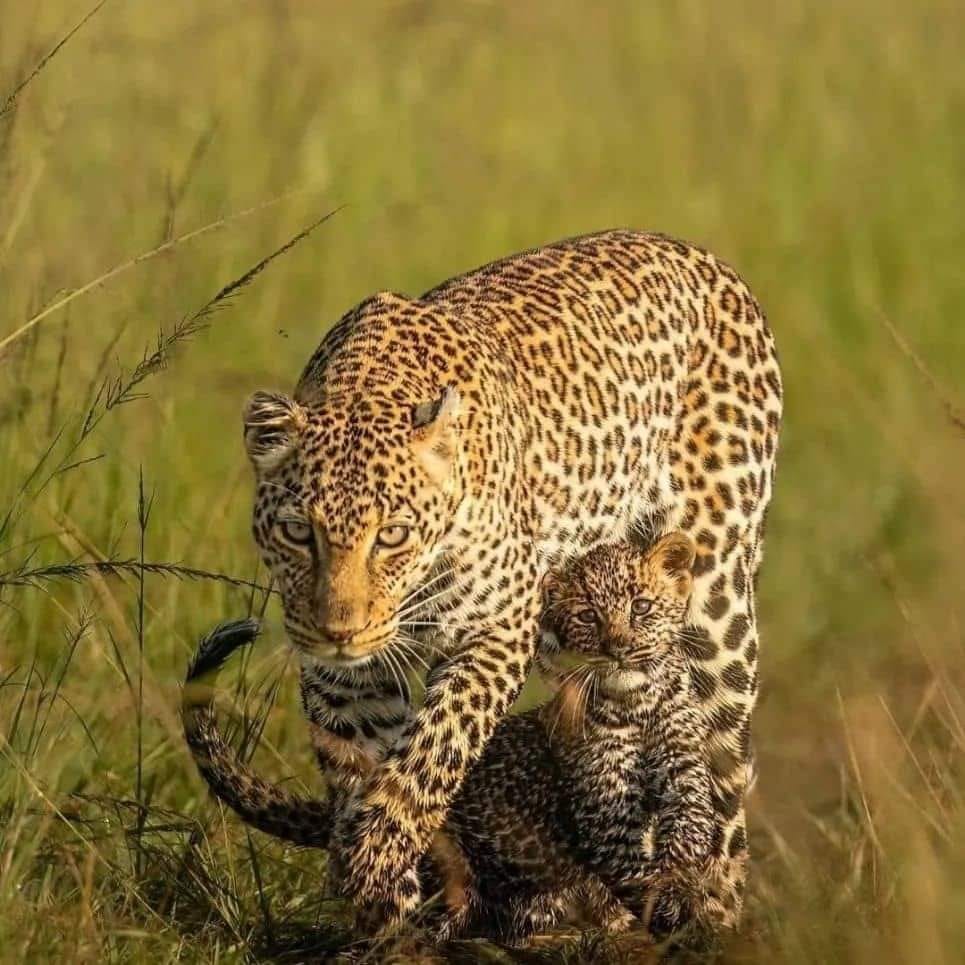 11-Day The best of East Africa Safari