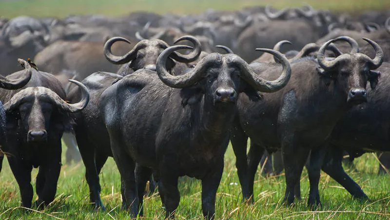 7-Day Amazing Wildlife Safari in Tanzania Adventures
