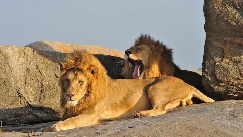 3 Day Fly in & out Zanzibar to Serengeti Luxury Safari