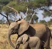 3 Days Maasai Mara Luxury Shared Sfari Experience
