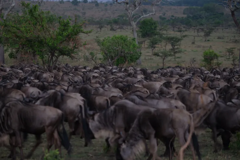4- Days River crossing Safaris