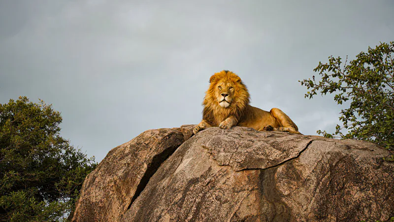 10-Days Tanzania Safari to Beach Holiday