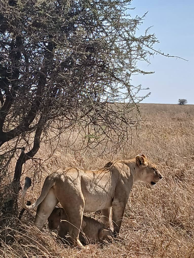 2DAYS EXPLORE THE NGORONGORO CRATER AND TARANGIRE NATIONAL PARK