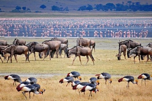 3 Days Mid range Tanzania Safari