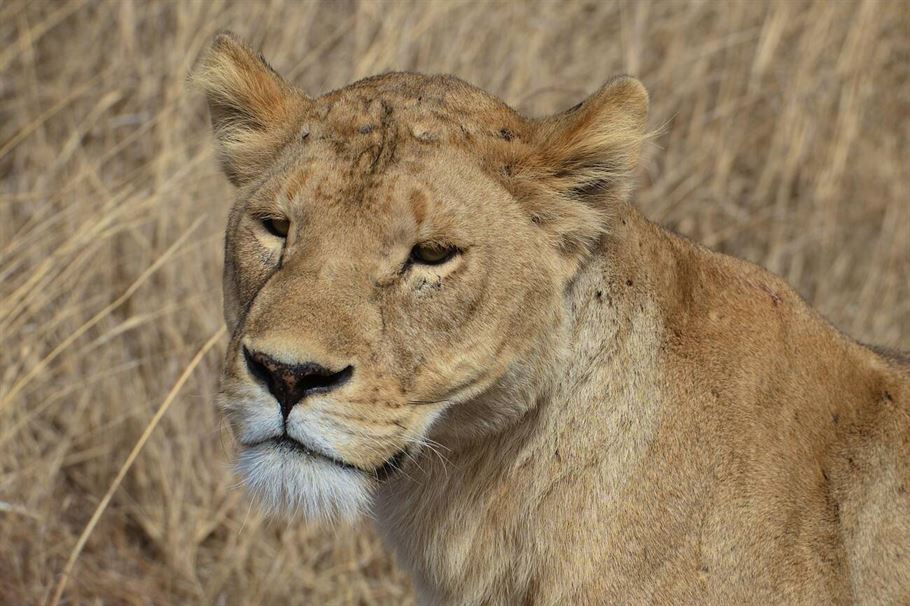 7-Day Serengeti Wildebeest Migration Calving Safari