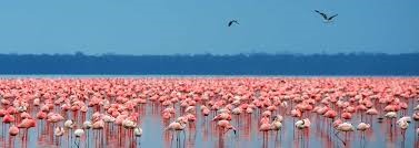 3-Day Spectacular Safari In Lake Nakuru National Park