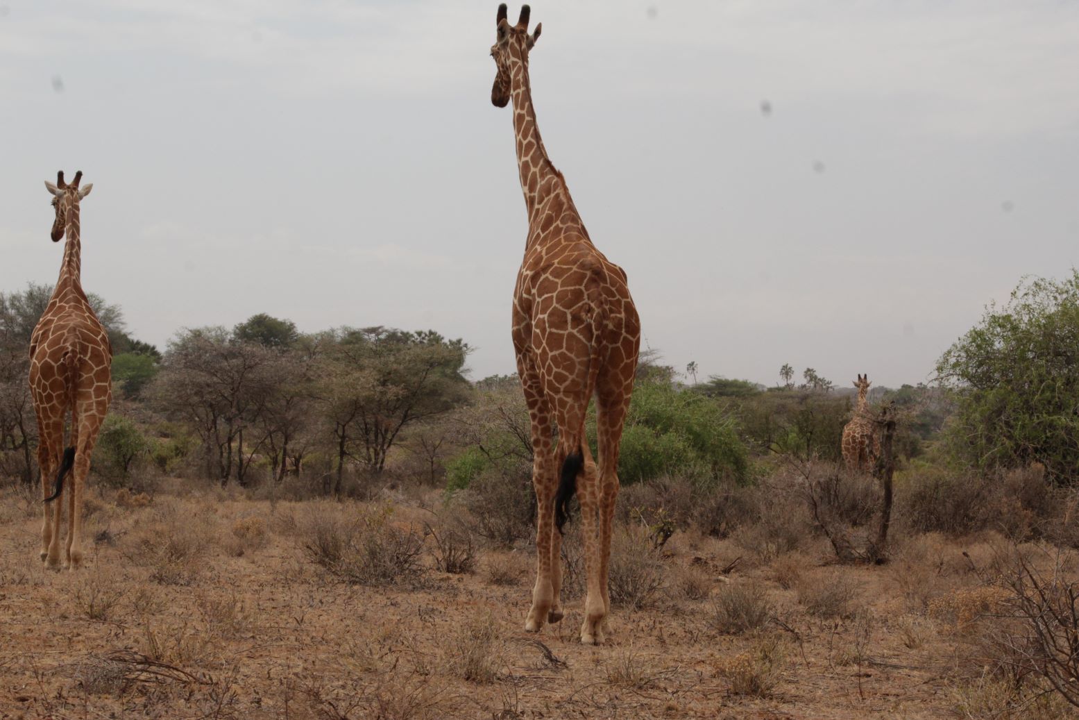 Amboseli and Tsavo Safari - 4 Days
