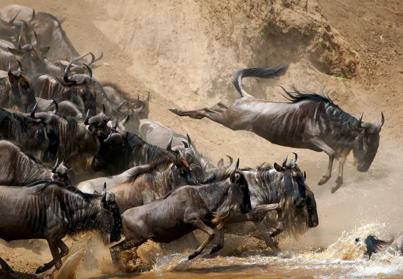 Birds, Rhinos & Lions: A 6-Day Safari Through Kenya’s Wild Treasures