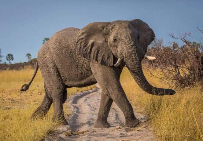 5 Days of Wildlife Magic – Amboseli, Lake Nakuru & Masai Mara Safari