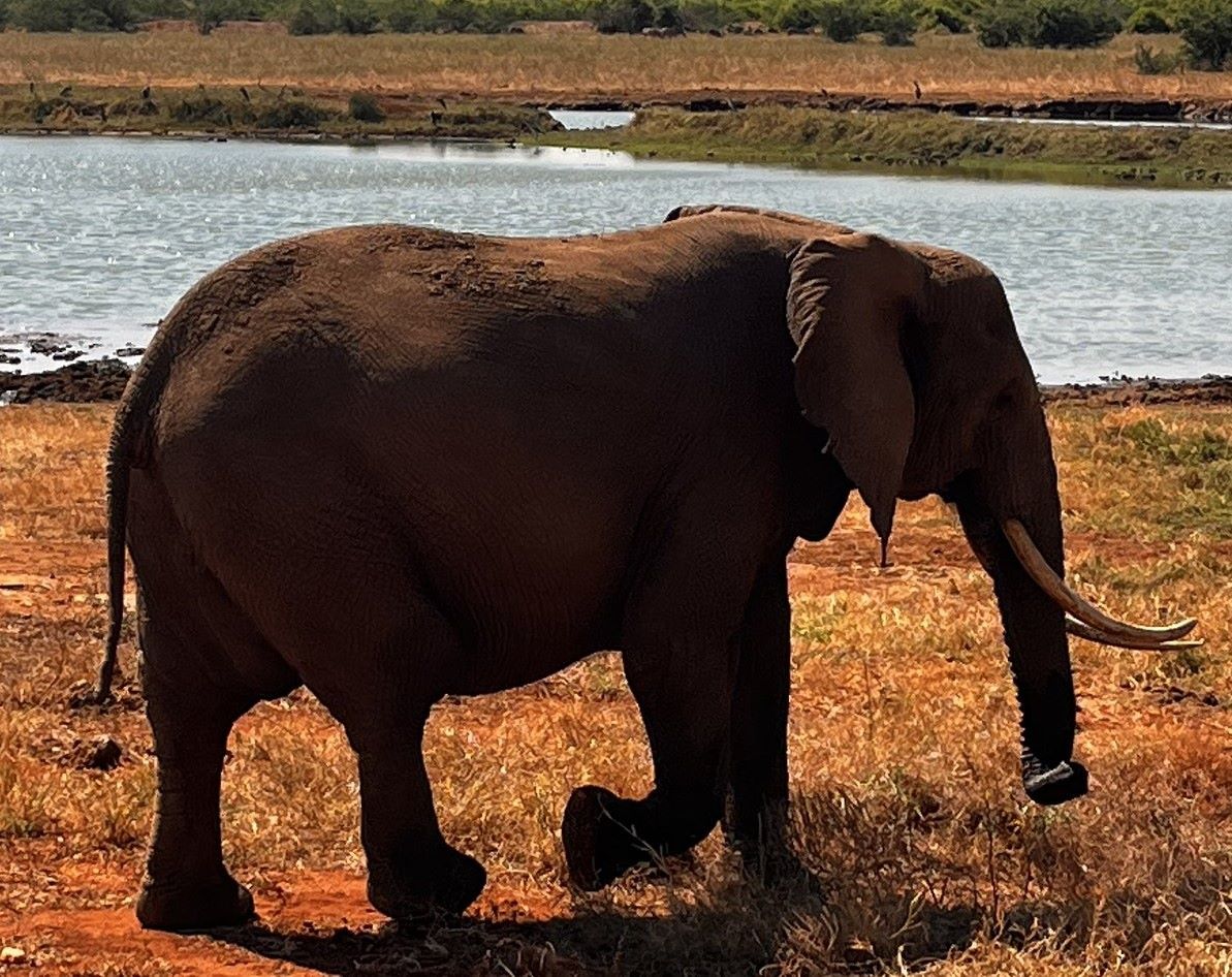 8 Days Coast Exploration: Tsavo West National Park- Tsavo East National Park - Diani Beach