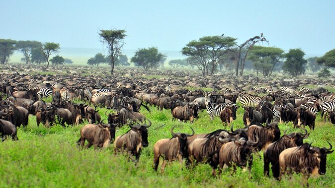 4-Day Wildlife Safari and Cultural Immersion