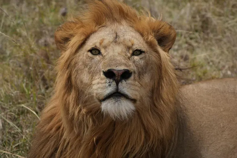 5-tägiges Familien-Safari-Abenteuer: Natur, Tierwelt und Spaß auf dem Northern Circuit in Tansania