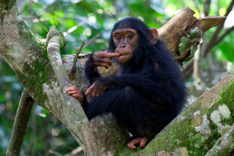14-Day Gorillas Trekking, Game Drives & Beach Holiday
