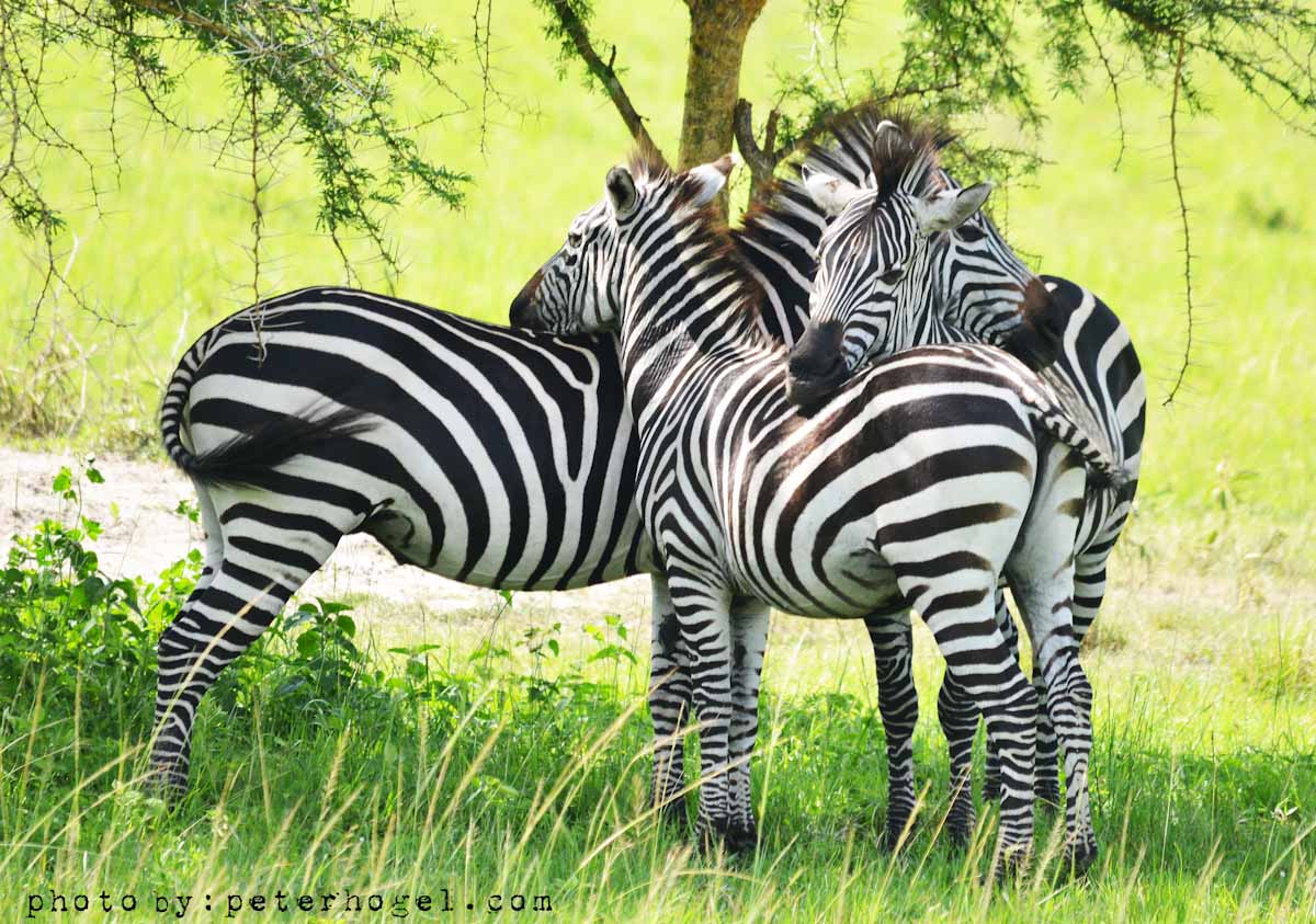 12-Day Explore Uganda and Gorillas Safari
