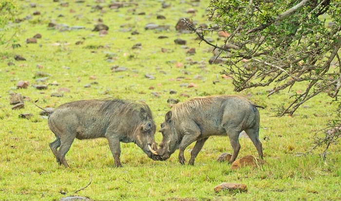 3 Days-2 Nights Flying Package Masai Mara safaris