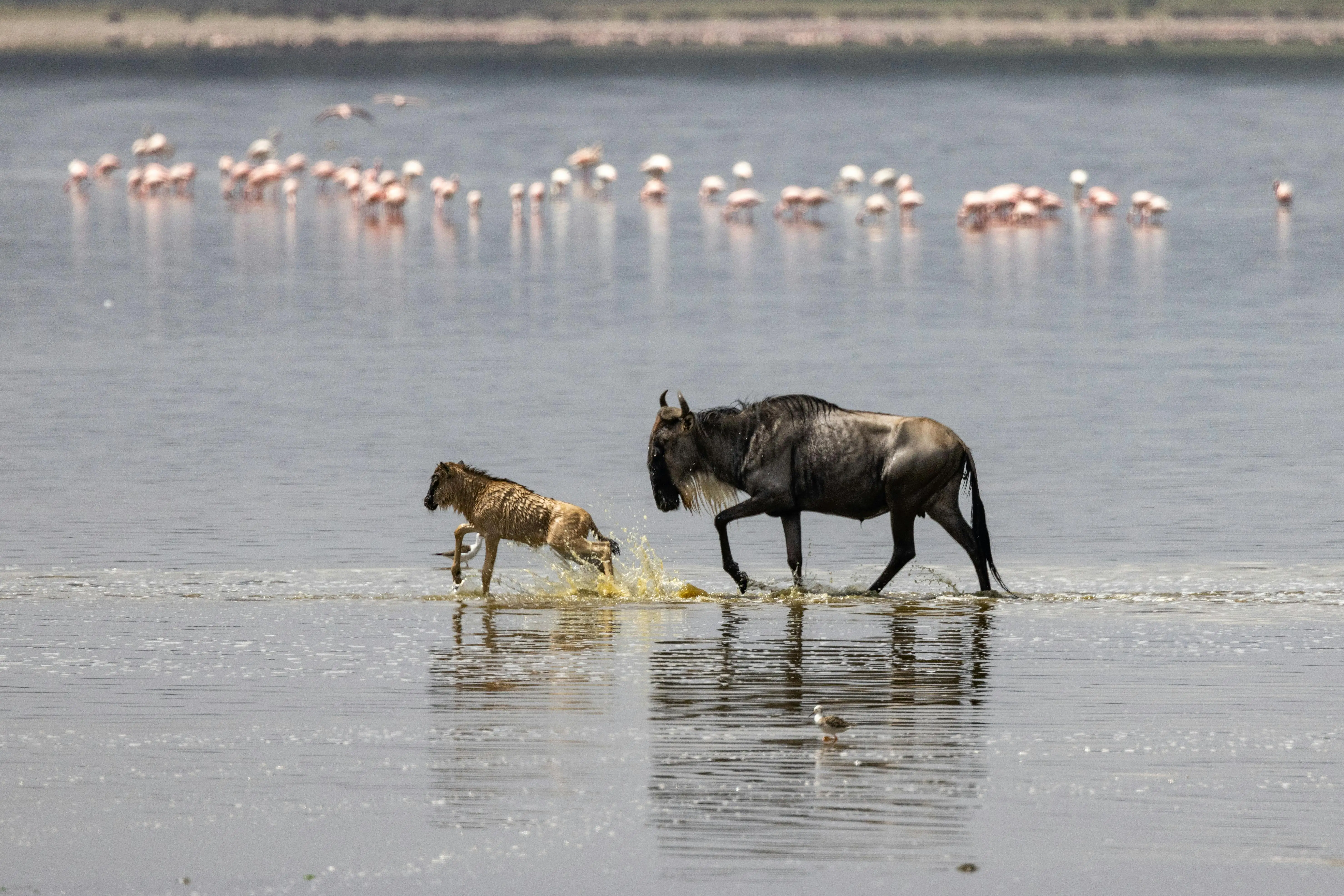 5-Day Ndutu Calving Season & Big Five Safari (Tarangire, Serengeti & Ngorongoro)